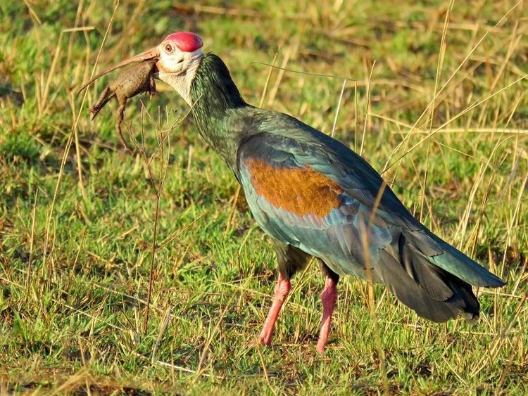 Southern bald ibis Southern Bald Ibis Geronticus calvus videos photos and sound