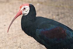 Southern bald ibis httpsuploadwikimediaorgwikipediacommonsthu