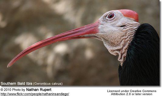 Southern bald ibis Southern Bald Ibises Geronticus calvus