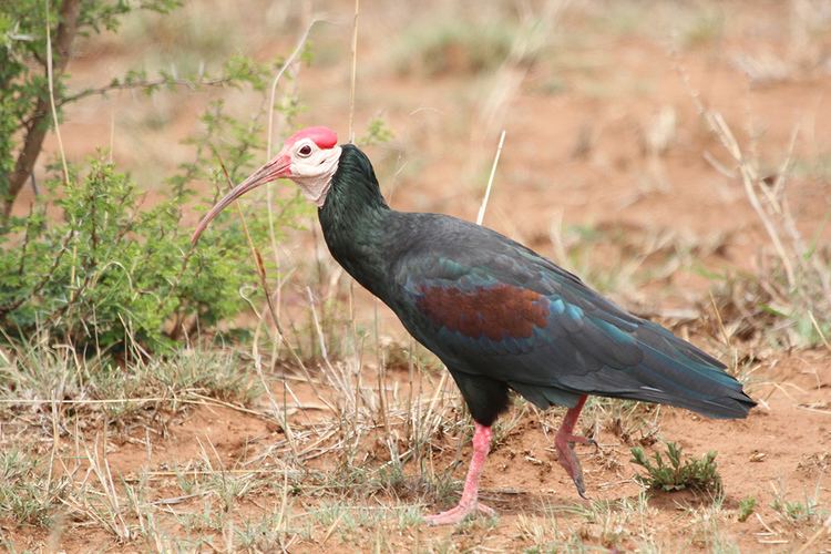 Southern bald ibis Southern Bald Ibis Bird amp Wildlife Photography by Richard and