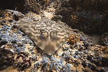 Southern banded guitarfish httpsuploadwikimediaorgwikipediacommonsthu