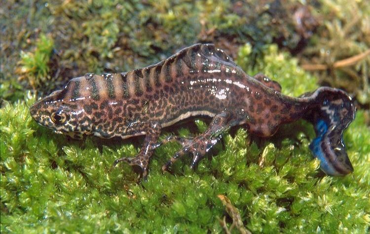 Southern banded newt calphotosberkeleyeduimgs512x768111111111111