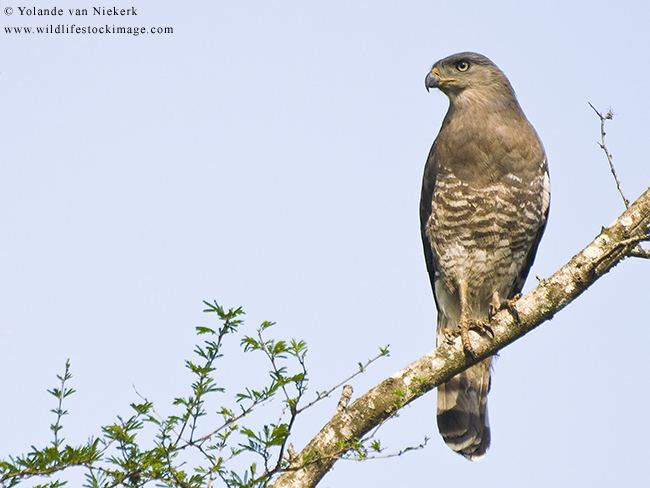 Southern banded snake eagle Southern Banded SnakeEagle OutdoorPhoto Gallery