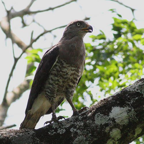 Southern banded snake eagle Southern Banded Snake Eagle Circaetus fasciolatus Planet of Birds