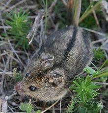 Southern birch mouse httpsuploadwikimediaorgwikipediacommonsthu