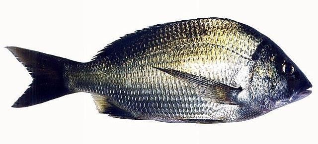 Southern black bream Southern Black Bream Acanthopagrus butcheri Fish