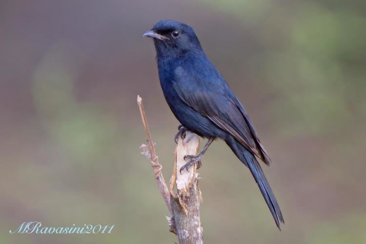 Southern black flycatcher Southern Blackflycatcher Melaenornis pammelaina videos photos