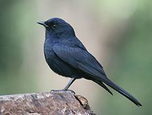 Southern black flycatcher httpsuploadwikimediaorgwikipediacommonsthu