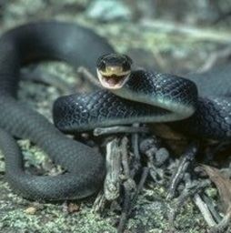 Southern black racer snakefactsweeblycomuploads65536553869353