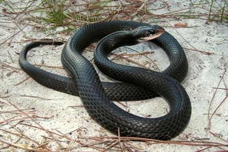 Southern black racer Southern Black Racer Facts and Pictures Reptile Fact