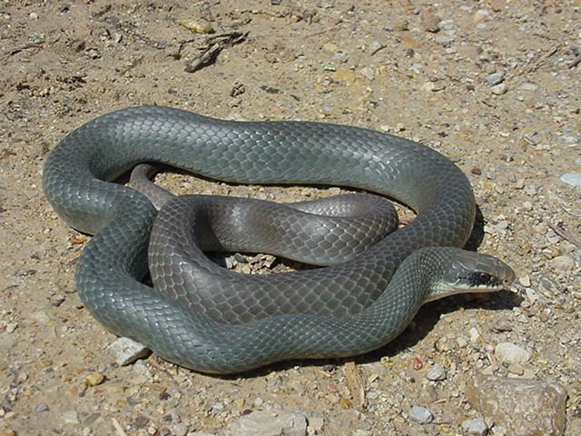 Southern black racer - Alchetron, The Free Social Encyclopedia