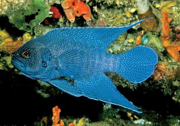 Southern blue devil fishesofaustralianetauImagesImageParaplemelea