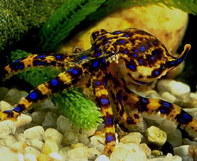 Southern blue-ringed octopus Life of Southern Blueringed Octopus Life of Sea