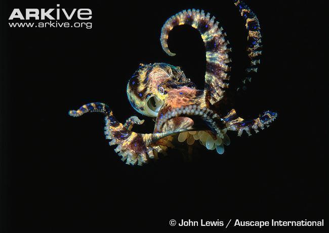 Southern blue-ringed octopus Southern blueringed octopus photo Hapalochlaena maculosa