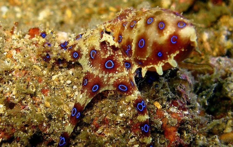 Southern blue-ringed octopus Southern BlueRinged Octopus Oceana