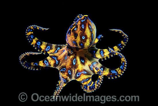 Southern blue-ringed octopus Southern Blueringed Octopus Images Photos