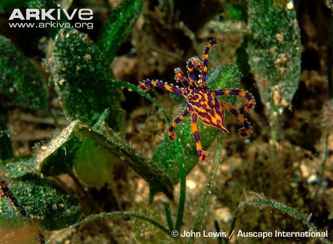 Southern blue-ringed octopus Southern blueringed octopus photo Hapalochlaena maculosa