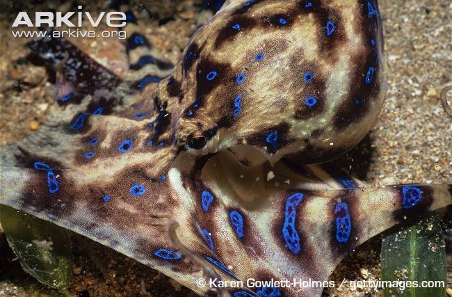 Southern blue-ringed octopus Southern blueringed octopus videos photos and facts