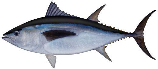 Southern bluefin tuna - Alchetron, The Free Social Encyclopedia