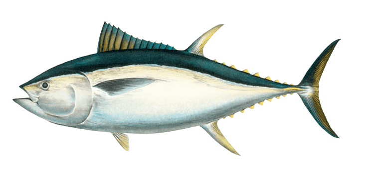 Southern bluefin tuna - Alchetron, The Free Social Encyclopedia