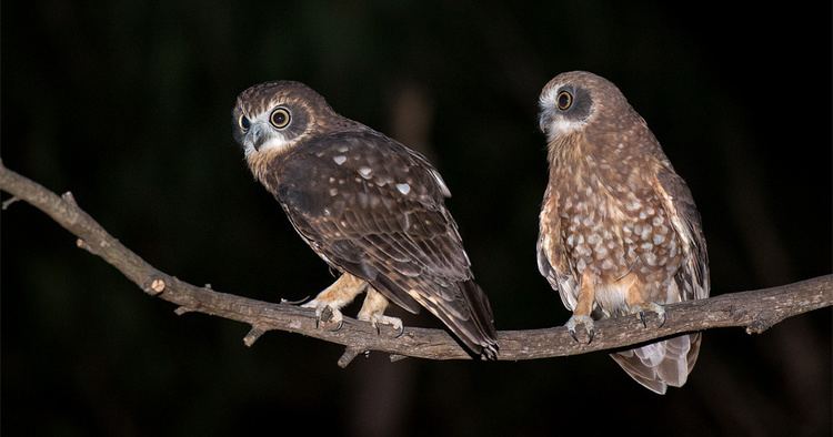 Southern boobook Southern Boobook Owl Ninox boobook Information Pictures Sounds