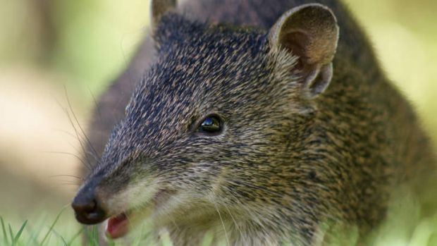 Southern brown bandicoot Melbourne conservationists battling to save the southern brown bandicoot