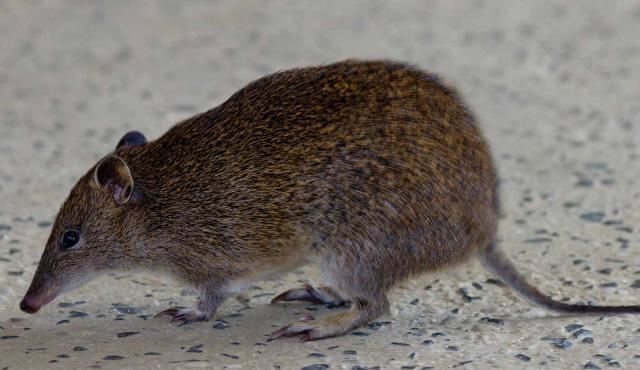 Southern brown bandicoot Southern Brown Bandicoot Biodiversity of the Western Volcanic Plains