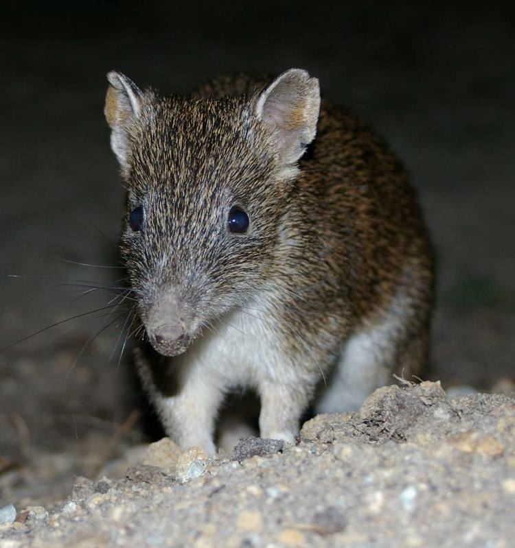 Southern brown bandicoot Southern Brown Bandicoot Recovery Program Western Port Biosphere