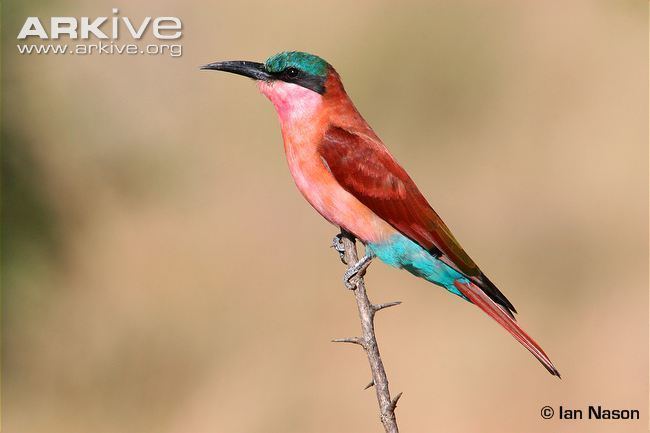 Southern carmine bee-eater Southern carmine beeeater videos photos and facts Merops