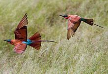 Southern carmine bee-eater Southern carmine beeeater Wikipedia