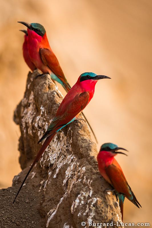 Southern carmine bee-eater Southern Carmine Beeeaters BurrardLucas Photography