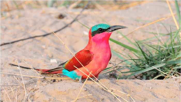 Southern carmine bee-eater 1000 images about BeeEaters riding on Kori Bustards on Pinterest
