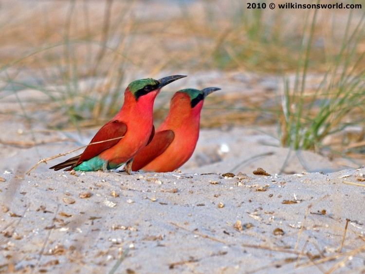 Southern carmine bee-eater Southern carmine beeeater Wilkinson39s World