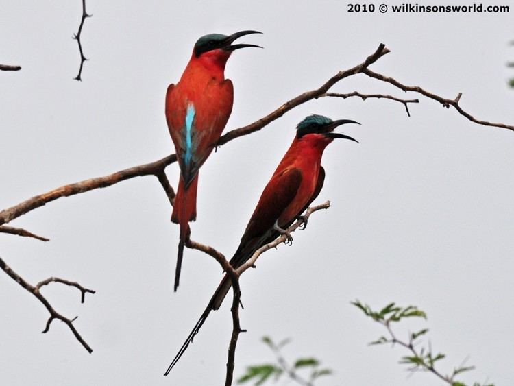 Southern carmine bee-eater wwwwilkinsonsworldcomwpcontentgalleryphotos