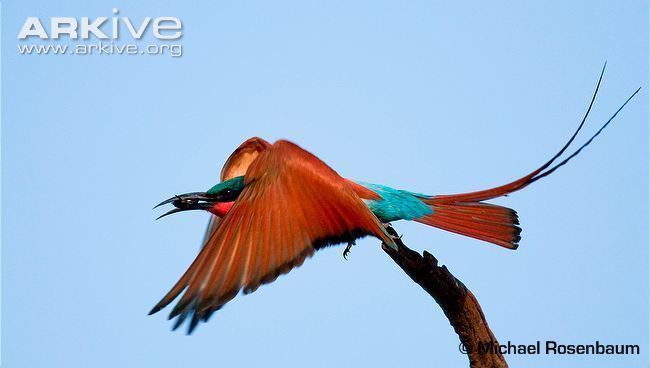 Southern carmine bee-eater Southern carmine beeeater photos Merops nubicoides ARKive