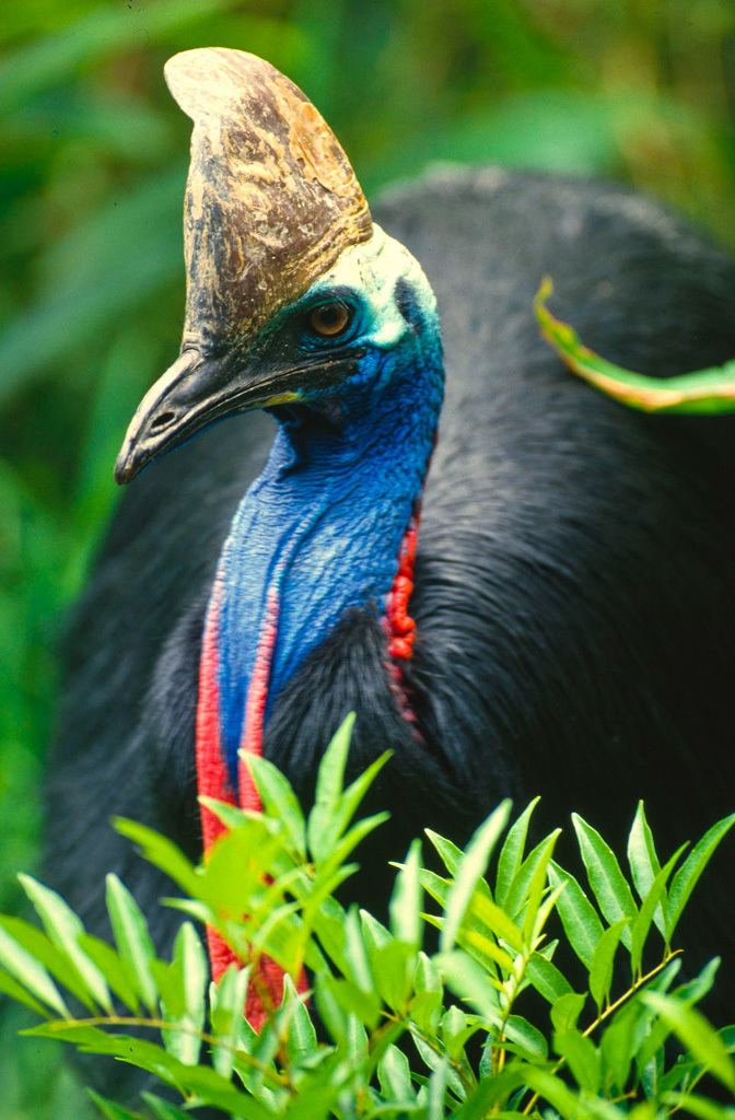 Southern cassowary httpswetlandinfoehpqldgovauwetlandsspecie