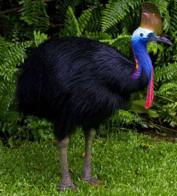 Southern cassowary 5 Interesting Facts About Southern Cassowaries Hayden39s Animal Facts