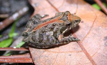 Southern cricket frog Species Profile Southern Cricket Frog Acris gryllus SREL