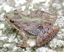 Southern cricket frog httpsuploadwikimediaorgwikipediacommonsthu
