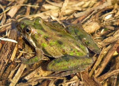 Southern cricket frog Southern Cricket Frog
