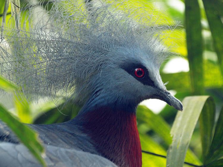 Southern crowned pigeon Southern Crowned pigeon on nest ZooChat