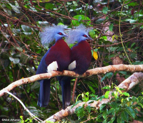 Southern crowned pigeon Southern Crowned Pigeon Papua New Guinea the largest pigeons