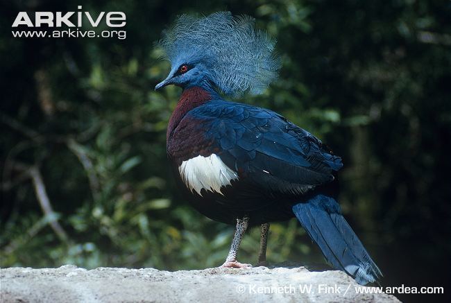 Southern crowned pigeon Southern crownedpigeon videos photos and facts Goura