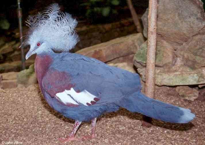 Southern crowned pigeon Southern Crowned Pigeon