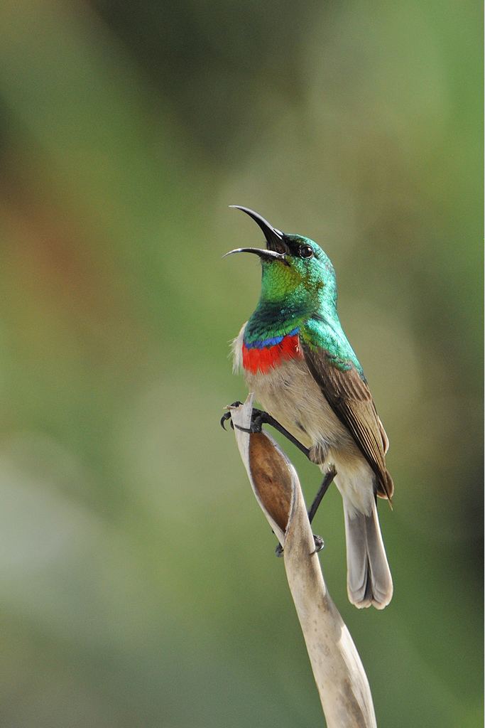 Southern double-collared sunbird Southern Doublecollared Sunbird Bird amp Wildlife Photography by