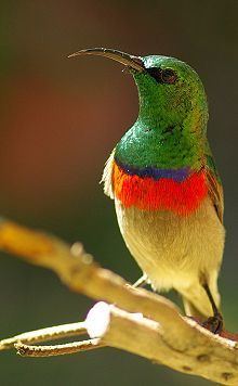 Southern double-collared sunbird httpsuploadwikimediaorgwikipediacommonsthu