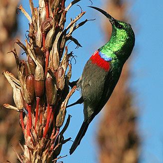 Southern double-collared sunbird chalybeus Southern doublecollared sunbird Lesser doublecollared