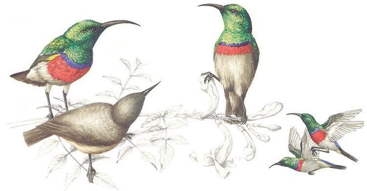 Southern double-collared sunbird Southern Doublecollared Sunbird 1