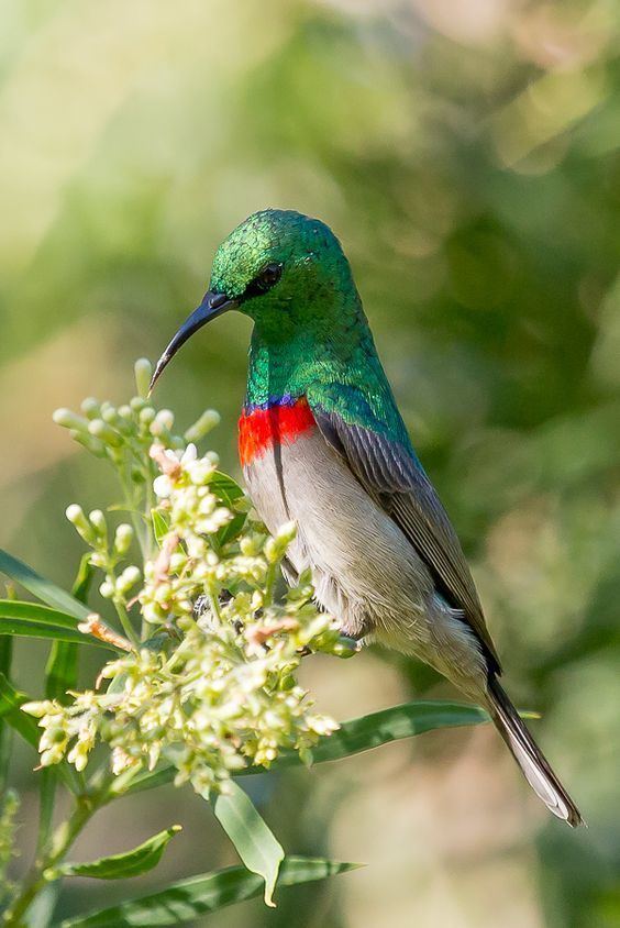 Southern double-collared sunbird Southern doublecollared sunbird Cinnyris chalybeus Check out the