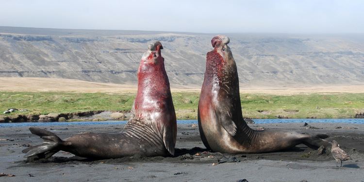 Southern elephant seal Southern Elephant Seals Mirounga leonina Antarctica fact file